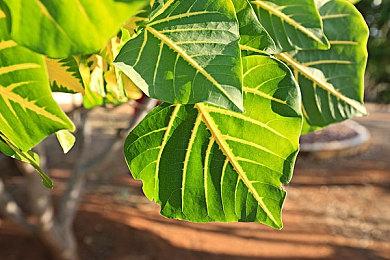 《超次元盘上游戏》Steam页面上线 多种棋类具现战斗